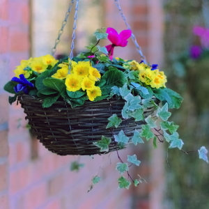 Blumenampeln bepflanzen alles was Sie wissen müssen